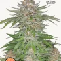 Cannabis seeds STRAWBERRY PIE Auto from Fast Buds